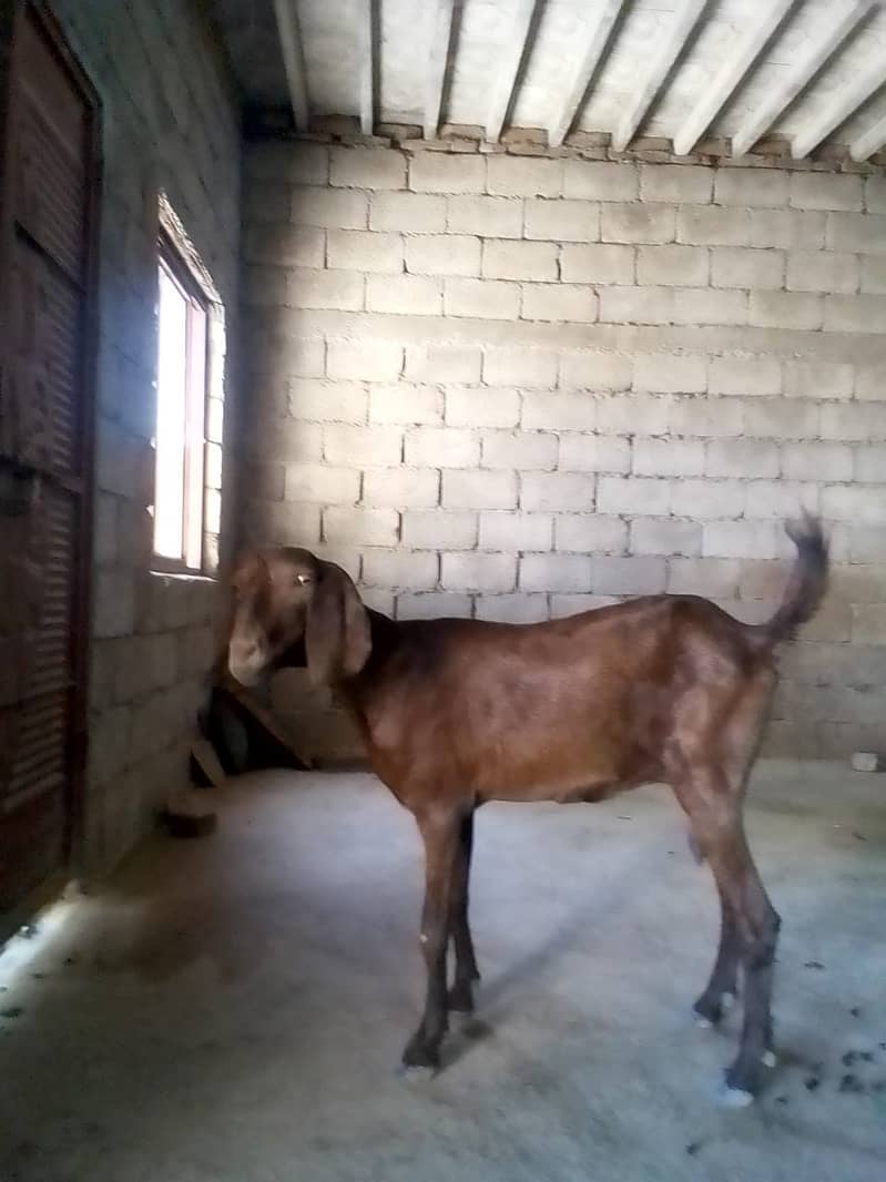 Goats/doghli nasal 5