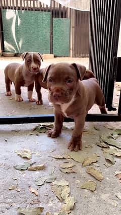 pitbull puppies