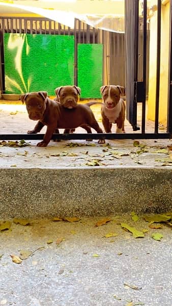 pitbull puppies 1