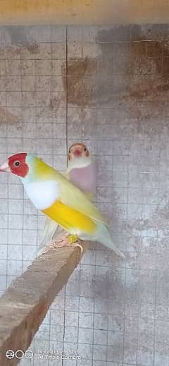 gouldian