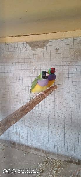 gouldian pairs 2