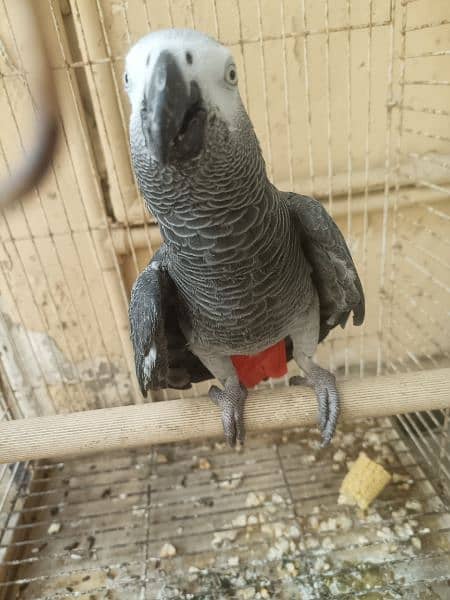 African grey African grey male 1