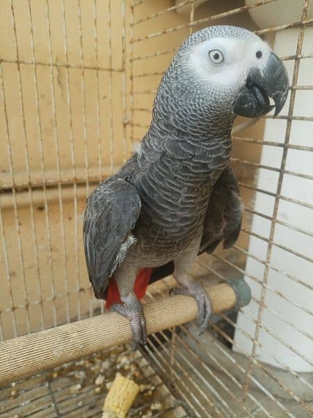 African grey African grey male 2