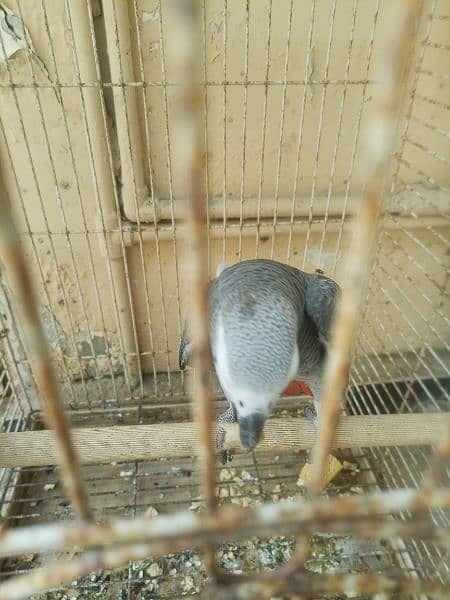 African grey African grey male 3