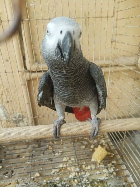 African grey African grey male 4