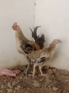 pura dasii pair for sale 0