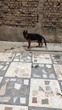 long coat German shepherd female 4 months old