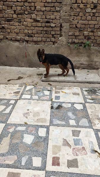 long coat German shepherd female 4 months old 0