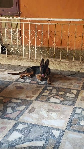 long coat German shepherd female 4 months old 1