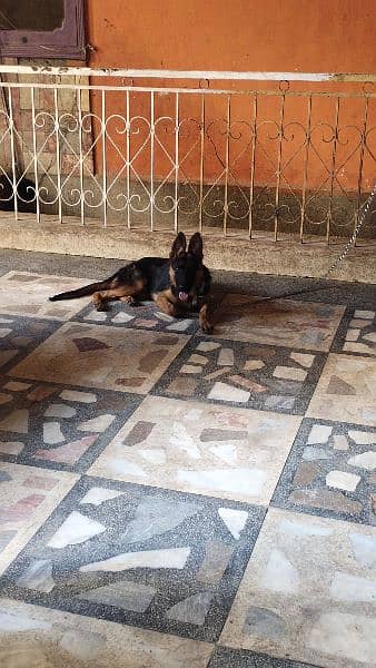 long coat German shepherd female 4 months old 2