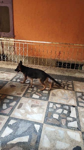 long coat German shepherd female 4 months old 4