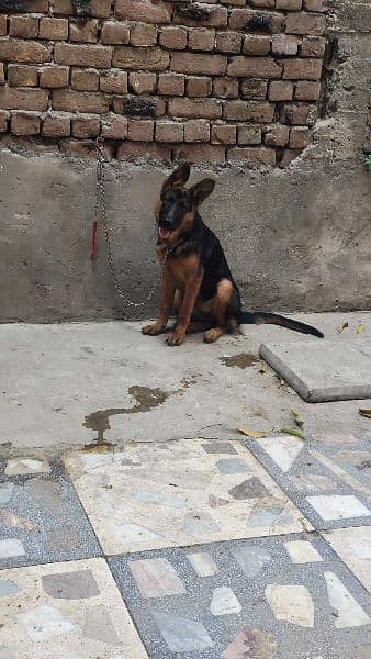 long coat German shepherd female 4 months old 5