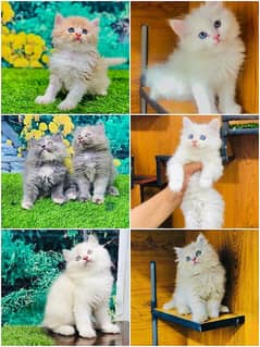 Persian Punch face triple coat cat Kitten