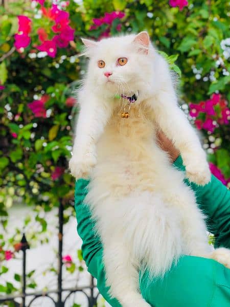 Persian Punch face triple coat cat Kitten 14