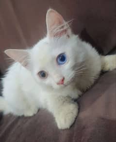 Odd eyes Persian Male 3 months kitten