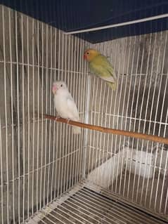 Albino Pastelino Latino Cage Matki