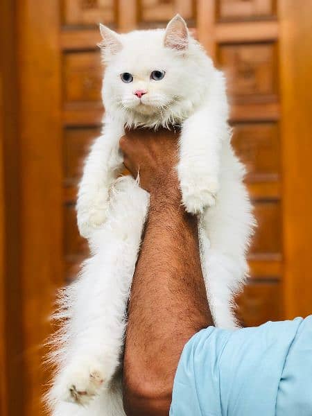 Persian Punch face triple coat cat Kitten 10