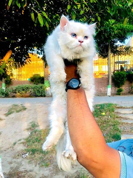 Persian Punch face triple coat cat Kitten 17