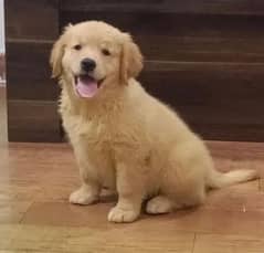 golden retriever male and female