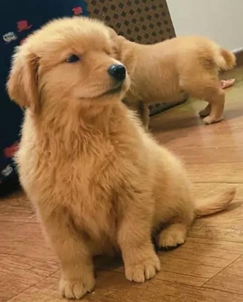 golden retriever male and female 1