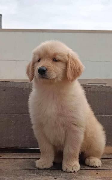 golden retriever male and female 2