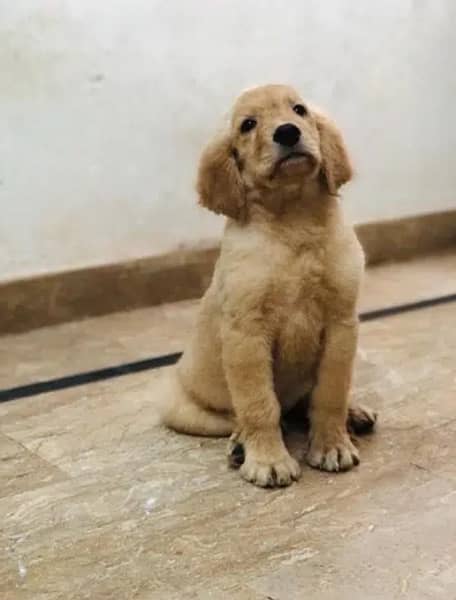 golden retriever male and female 3