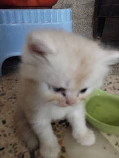 Kitten Persian 0