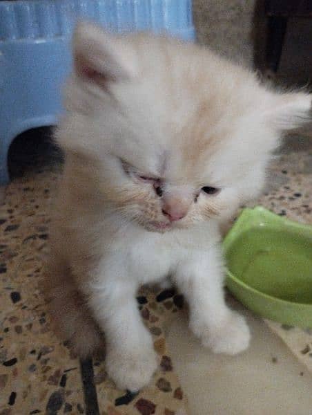 Kitten Persian 1