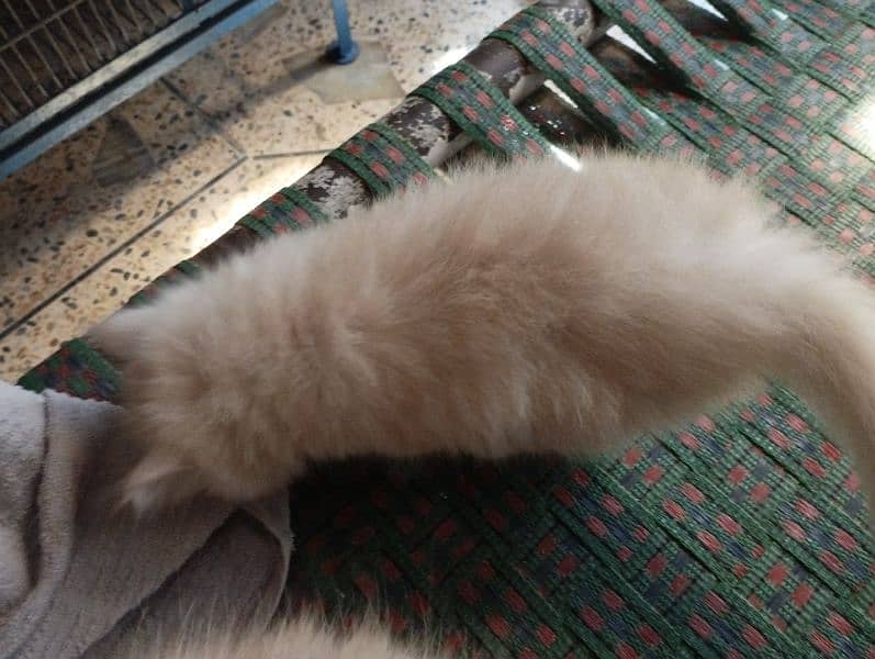 Kitten Persian 3