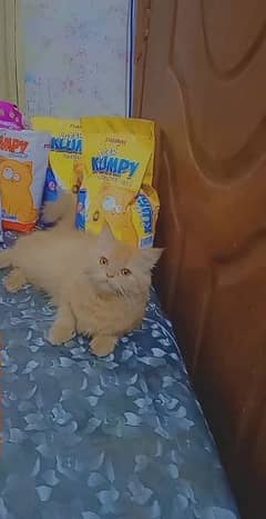 female persian cat triple coated 100% breeder female