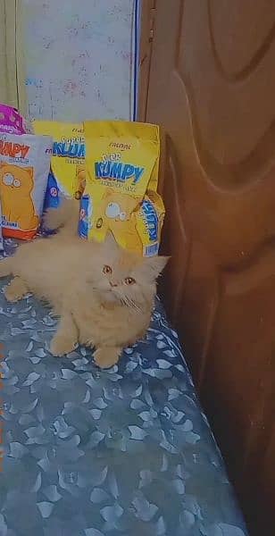 female persian cat triple coated 100% breeder female 0