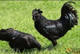 Ayam Cemani Fertile and big Egg