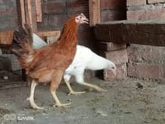 golden misri hen for sale | desi murgi for sale