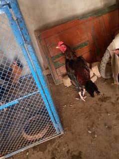 beautiful hen are sale phone number 03004842453