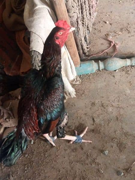 beautiful hen are sale phone number 03004842453 1