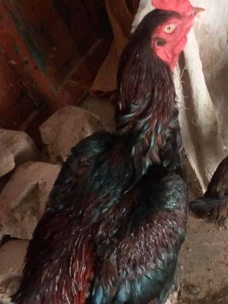 beautiful hen are sale phone number 03004842453 2