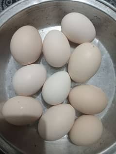 Fresh Desi eggs