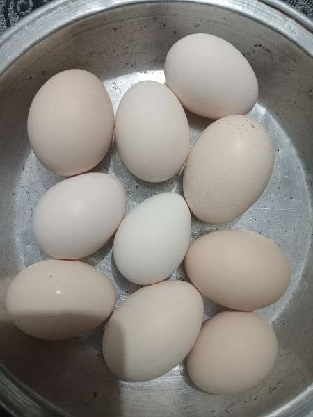 Fresh Desi eggs 0