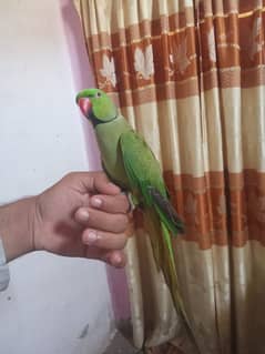 Beautiful and Healthy parrot for Sale