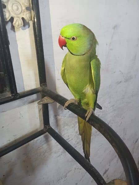 Beautiful and Healthy parrot for Sale 1