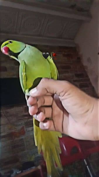 Beautiful and Healthy parrot for Sale 2