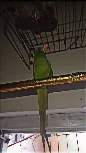 Beautiful and Healthy parrot for Sale 5