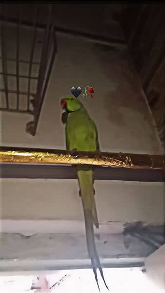 Beautiful and Healthy parrot for Sale 6