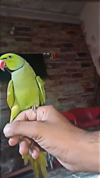 Beautiful and Healthy parrot for Sale 7