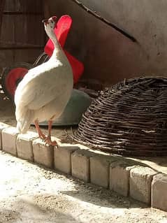 White Guinea fowl (only Male)