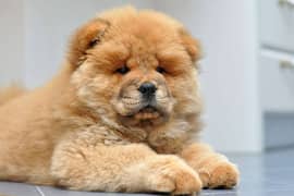 chow chow puppies available looking for a new home