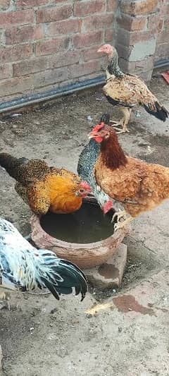 golden misri egg laying hens and roster