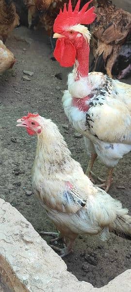 golden misri egg laying hens and roster 2