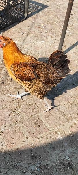 golden misri egg laying hens and roster 3