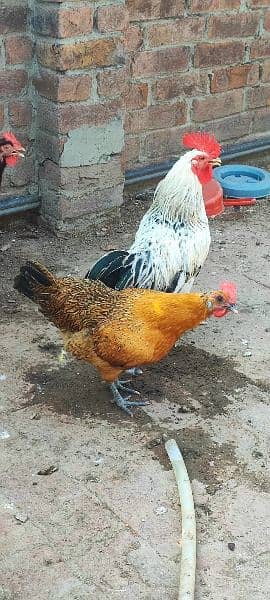 golden misri egg laying hens and roster 4